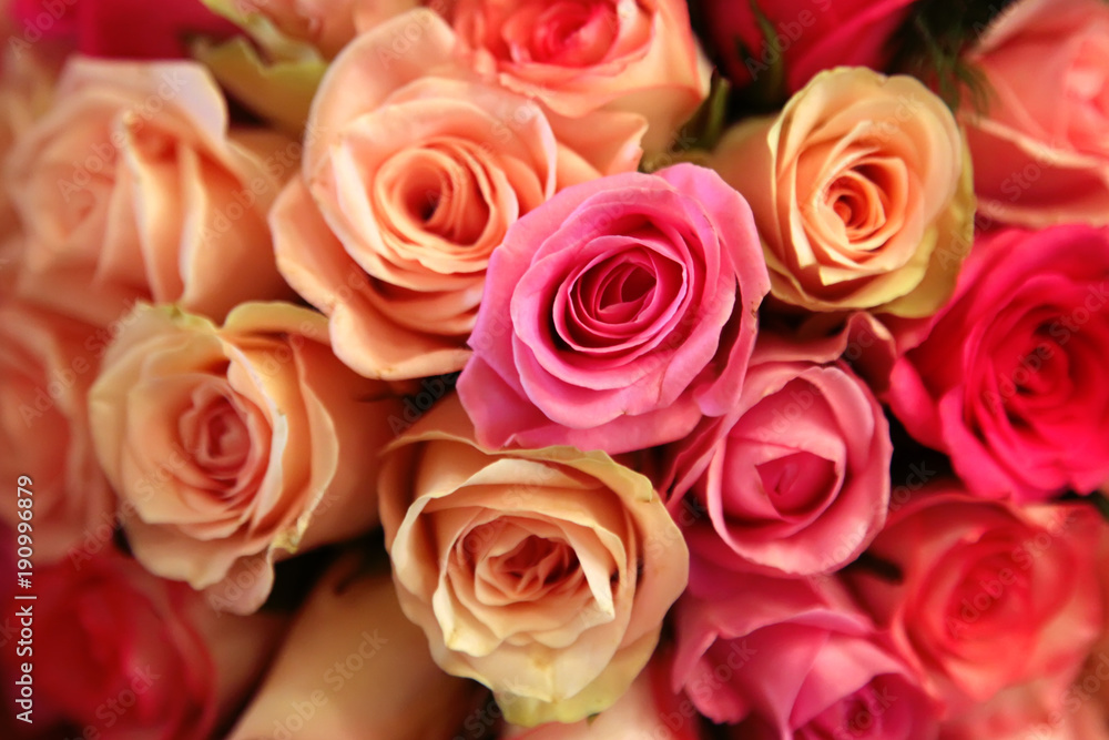 Pink and yellow roses closeup Pink and yellow roses closeup