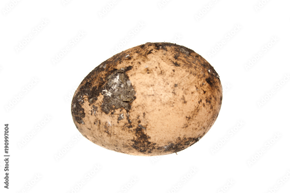 egg isolated on white background egg isolated on white background