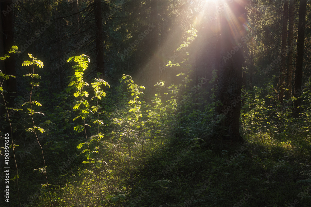 Sunlight illuminates foliage in a forest