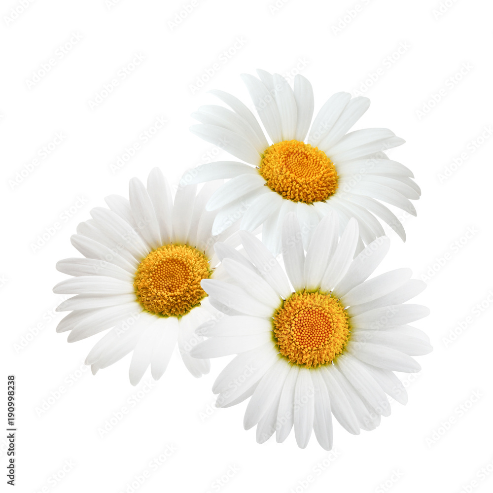 Fototapeta premium Three chamomile or daisies isolated on white background