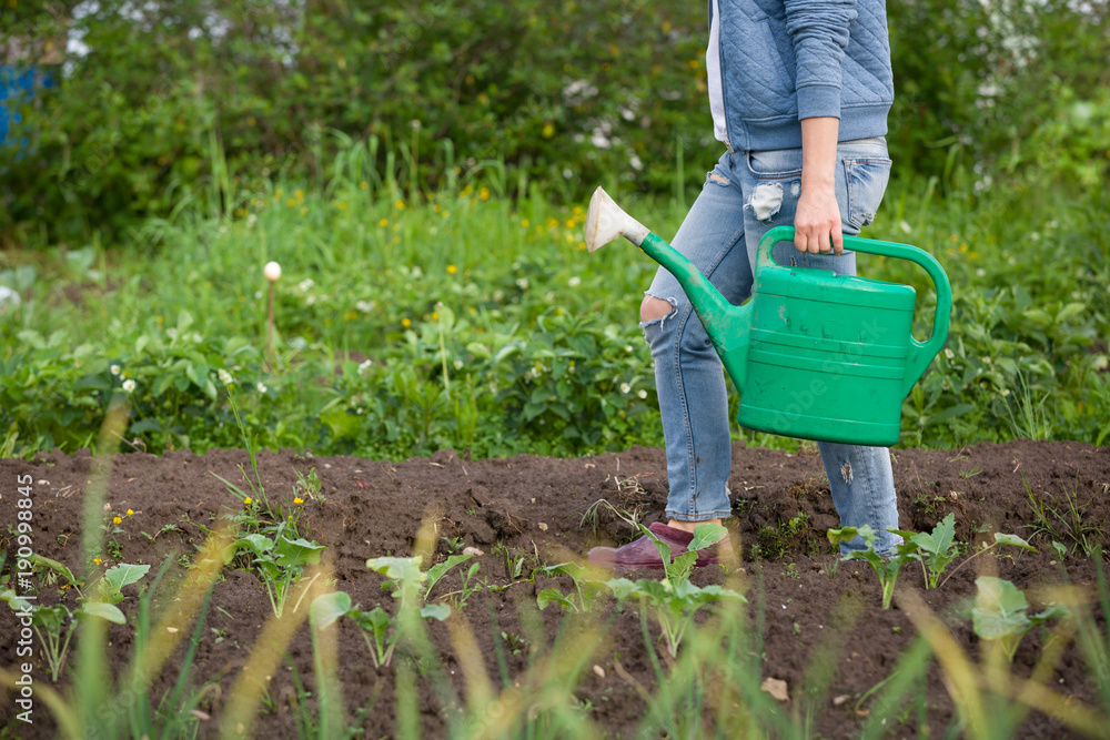 Fototapeta premium Woman watering plants in garden.. Girl with green watering can. Gardening and agriculture concept.