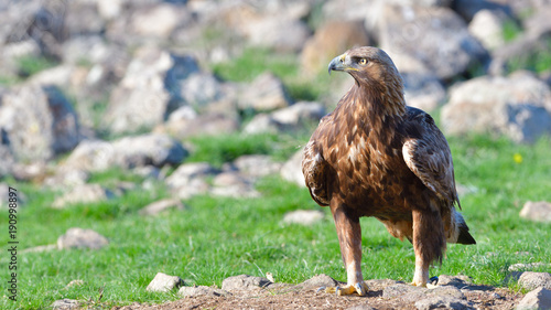 Golden Eagle Sitting on the Ground