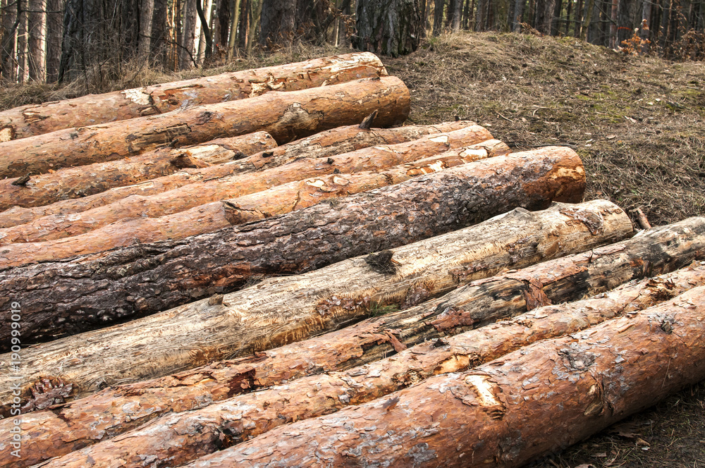Cut and stacked pine tree logs closeup in coniferous forest Cut and stacked pine tree logs closeup in coniferous forest