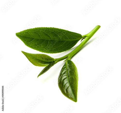 Green tea leaf isolated on white background, Fresh tea leaves on a white background