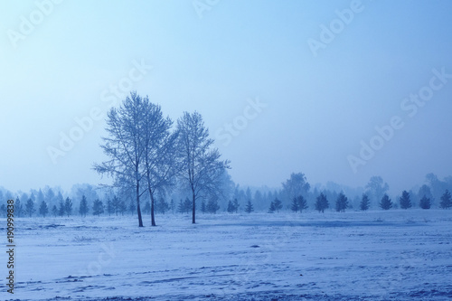 forest winter landscape at dawn