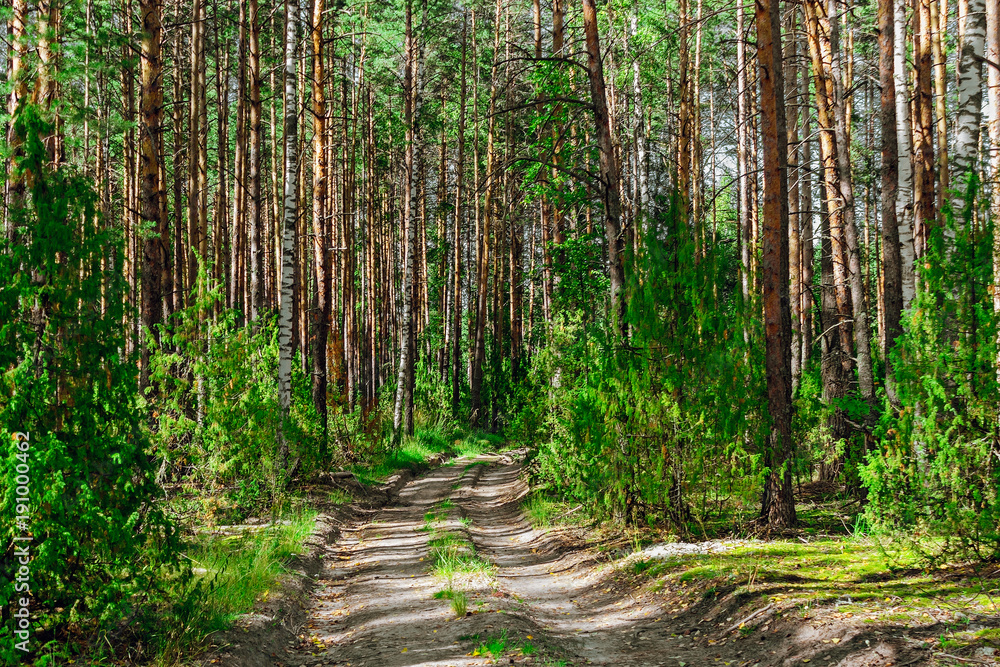 Obraz premium pine forest landscape