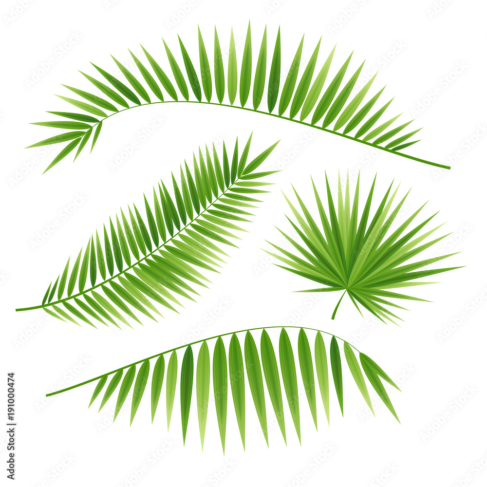 Obraz premium Realistic 3d Detailed Green Palm Leaf Set. Vector