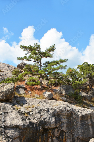 Rock landscape with juniper and sky