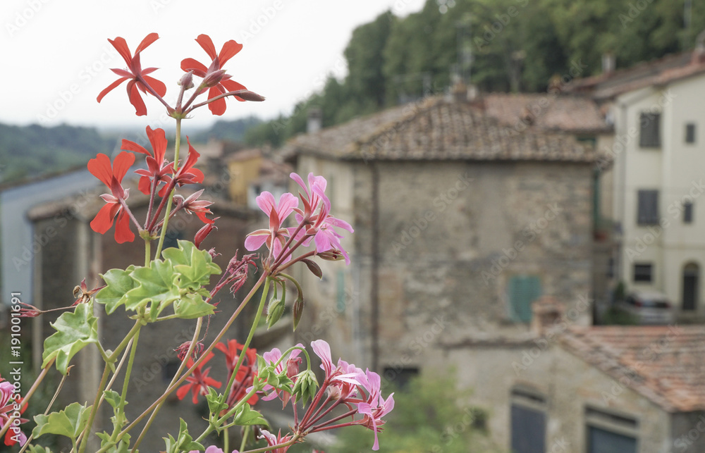 Spring flowers against buildings in Tuscany,  Italy
