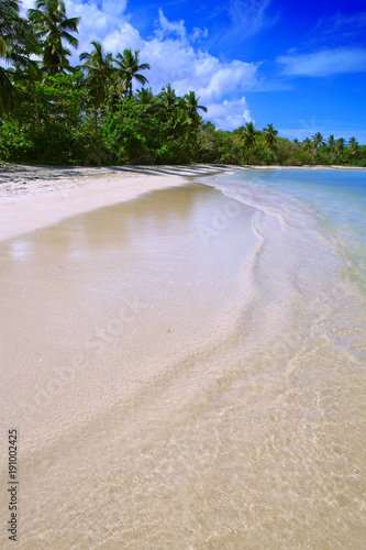 Fototapeta Naklejka Na Ścianę i Meble -  Coconut Palm trees on white sandy beach in Caribbean sea.