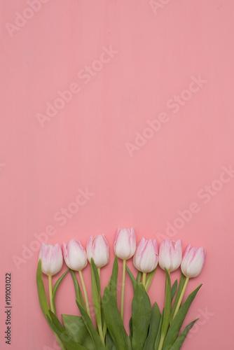 Fototapeta Naklejka Na Ścianę i Meble -  Pink tulips on pink background