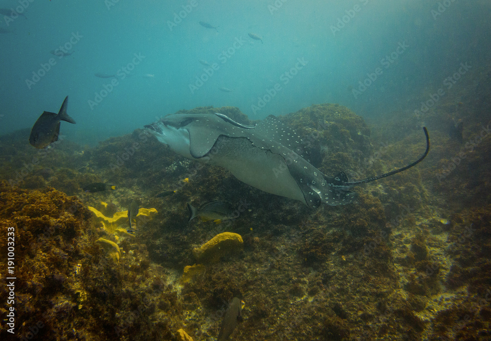 Obraz premium Eagle ray getting cleaned above the reef at Julian rocks in New South Wales Australia, The dive site is located near Byron Bay.