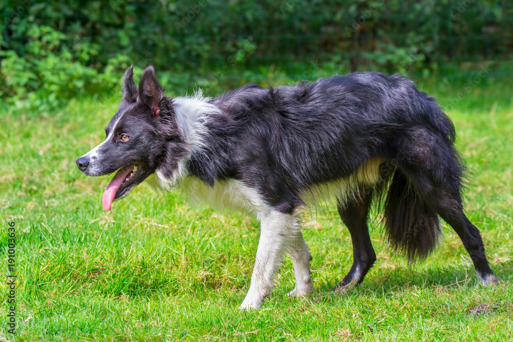 Close up border collie dog walks in grass Close up border collie dog walks in grass