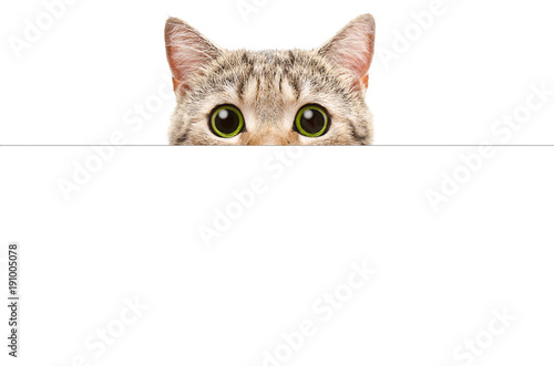 Schilderij op canvas Cat peeking from behind a banner, isolated on white background