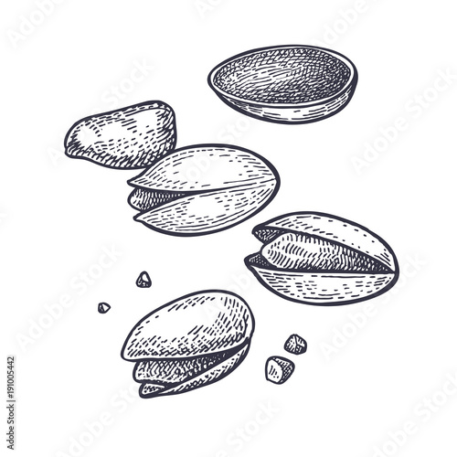 Pistachios nuts vintage engraving.