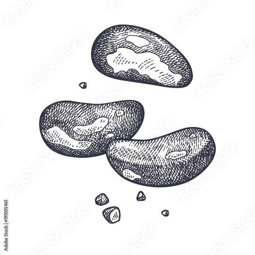 Brazilian nut vintage engraving.