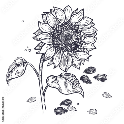 Sunflower and seeds vintage engraving.