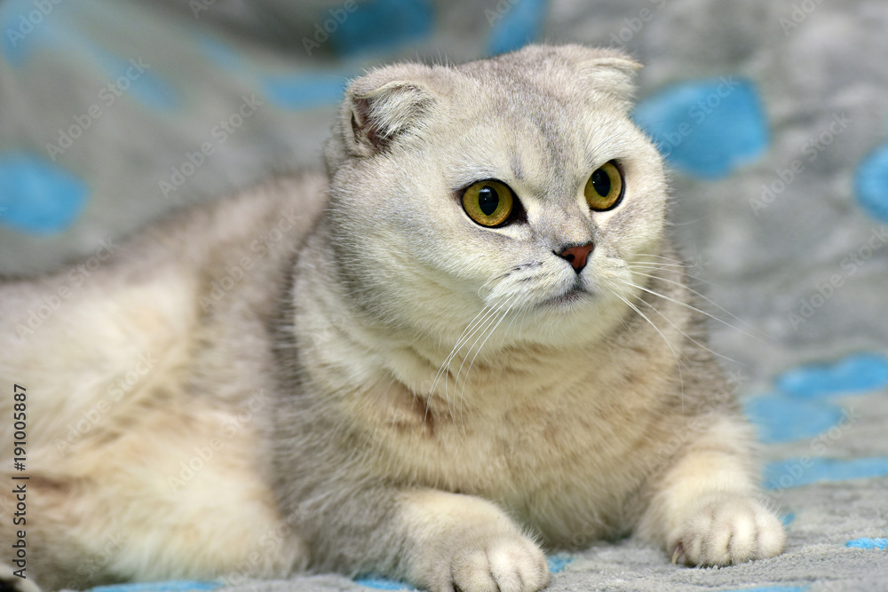 Scottish Fold cat, color silver foto de Stock | Adobe Stock