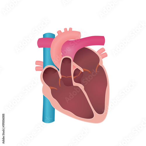 anatomy of the human heart