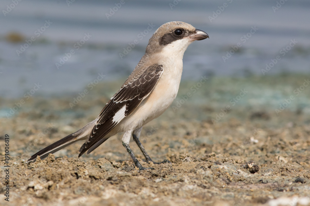 Fototapeta premium shrike, bird, seagull, beach, sea,