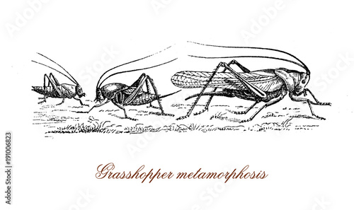 Quadro em tela grasshopper metamorphosis from nymph to insect, vintage engraving