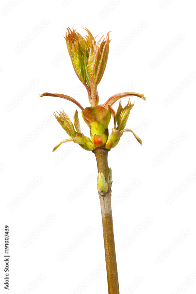 Fresh maple foliage Fresh maple foliage