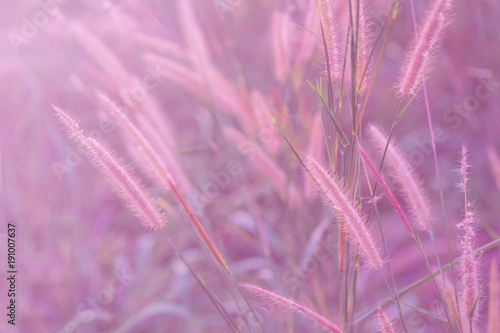 Grass flower in soft focus and blurred with vintage style for background