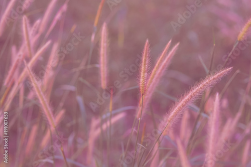 Grass flower in soft focus and blurred with vintage style for background