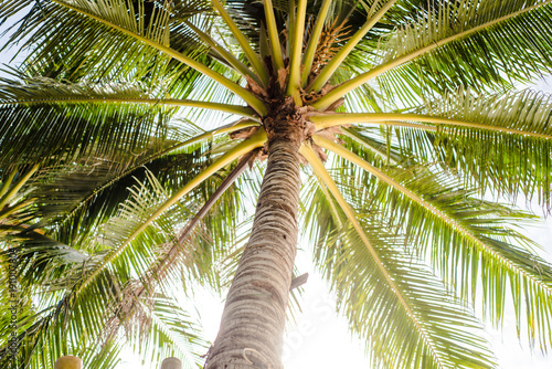 Coconut palm tree on sky  tropical background 