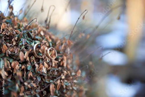 Golden wedding rings with space for text. Stylish wedding rings on beautiful fresh green leaves of a plant love concept. Wedding jewelry. photo