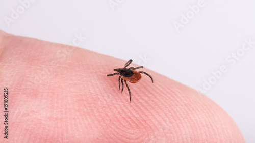 Close-up of castor bean tick on a human finger skin. Ixodes ricinus. Dangerous parasitic mite and carrier of infection such as encephalitis and Lyme borreliosis.