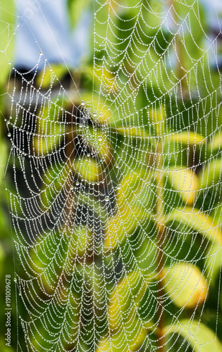 Detail of dewy cobweb with pearls from raindrops. Beautiful ornate texture from spider web with drops of water and blurred greenery in the background.