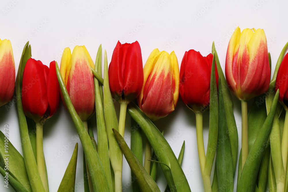 Red and yellow blooming tulips on a white background Red and yellow blooming tulips on a white background