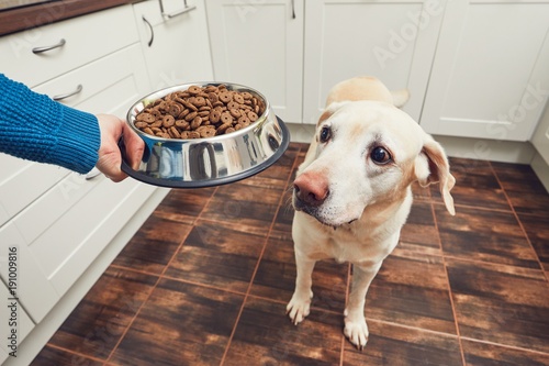 Fototapeta Naklejka Na Ścianę i Meble -  Feeding of hungry dog
