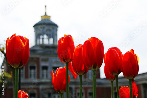 Blooming red tulips against the backdrop of a beautiful palace.