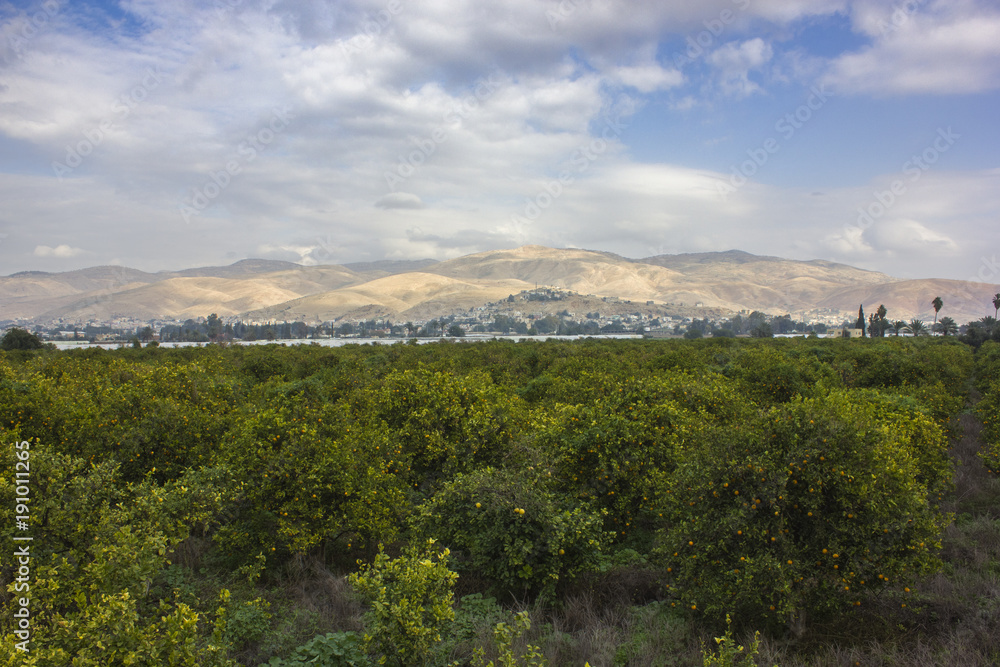 Orange trees plantation with ripe fruits in jordan valley