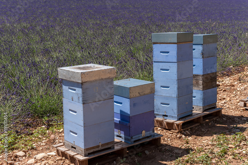Bienenbeuten in einem Lavendelfeld © Eberhard