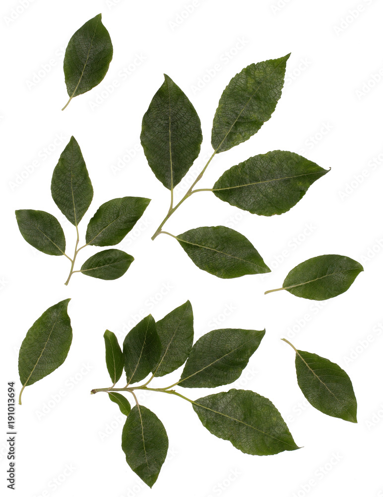 Poplar leaves, poplar larrity, the tops of the shoots with leaves, leaves on a white background