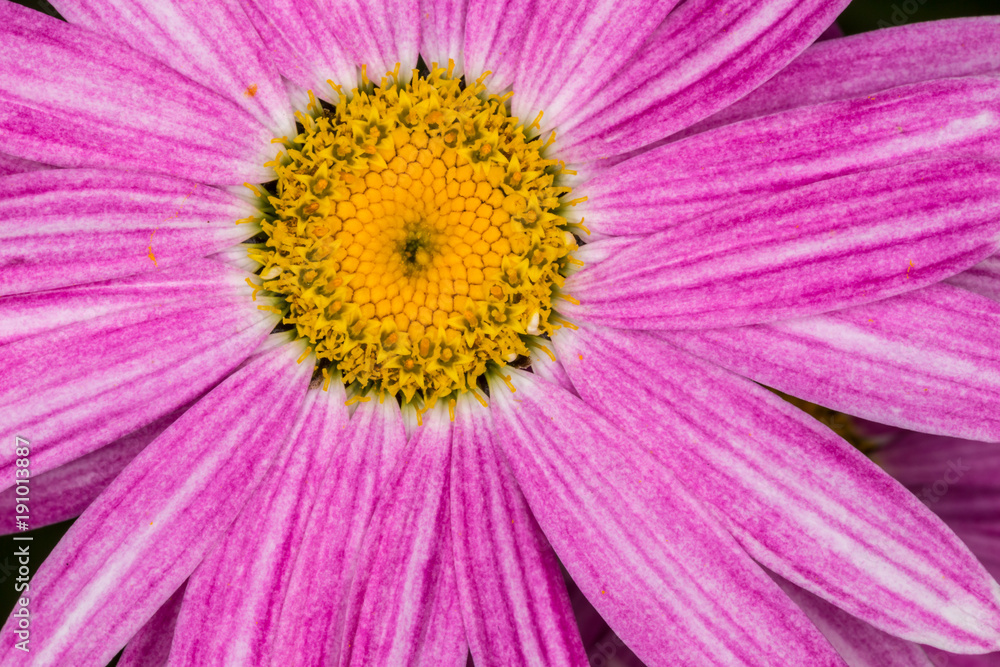 large flower, a fragment of a flower, the substrate for the design large flower, a fragment of a flower, the substrate for the design
