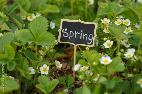 A plate of spring in the young brug and flowers of strawberries.