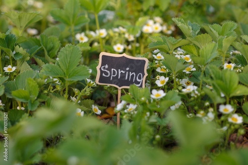 A plate of spring in the young brug and flowers of strawberries. © Lyona