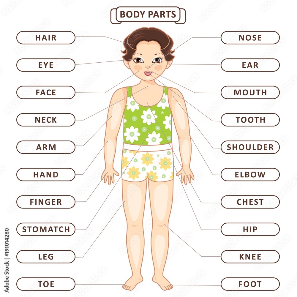 Vector Flat Asian Boy Body Part Vocabulary Children Education English
