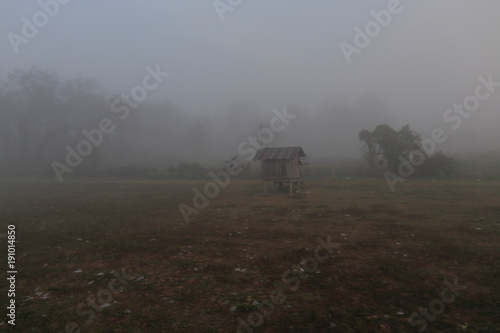 misty morning scene of Rural farmland. Rice field in Thailand. Wet paddy field. Tree in the center and row of trees in the background.
