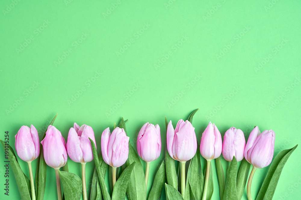 Pink tulips border on green background. Copy space, top view
