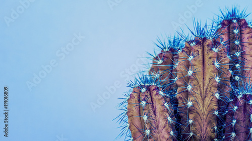Obraz na płótnie Modny neon fioletowy i niebieski kolor tła minimalne z roślin kaktusa. Kaktusowy rośliny zakończenie up. Koncepcja stylu kaktusów mody.
