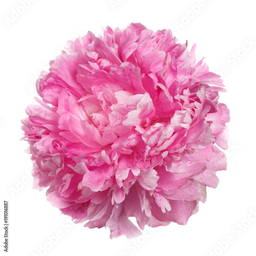 Beautiful pink peony isolated on white background.