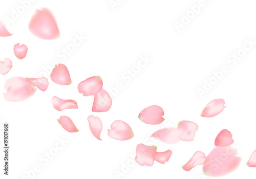 Pink sakura or rose falling petals