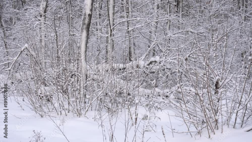 Panorama of the winter forest Panorama of the winter forest