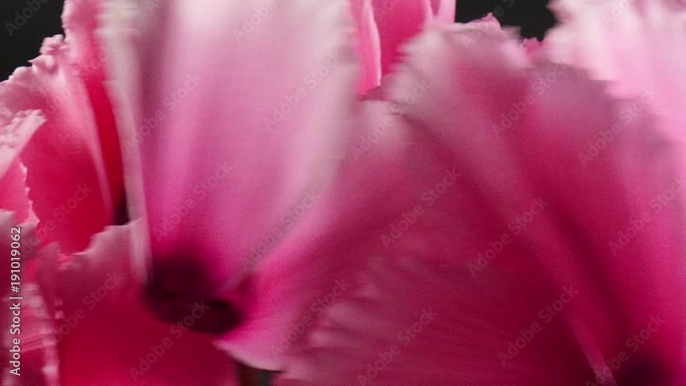 Blooming cyclamen. Rotating movement. Blooming cyclamen. Rotating movement.