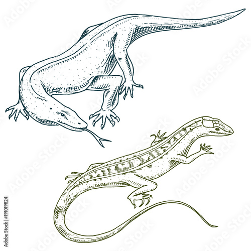 Komodo dragon monitor, American Sand lizard, exotic reptiles or snakes in Europe. wild animals lacertian in nature. vector illustration for book or pet store, zoo. engraved hand drawn. photo